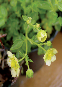 Potentilla glandulosa var. pseudorupestris